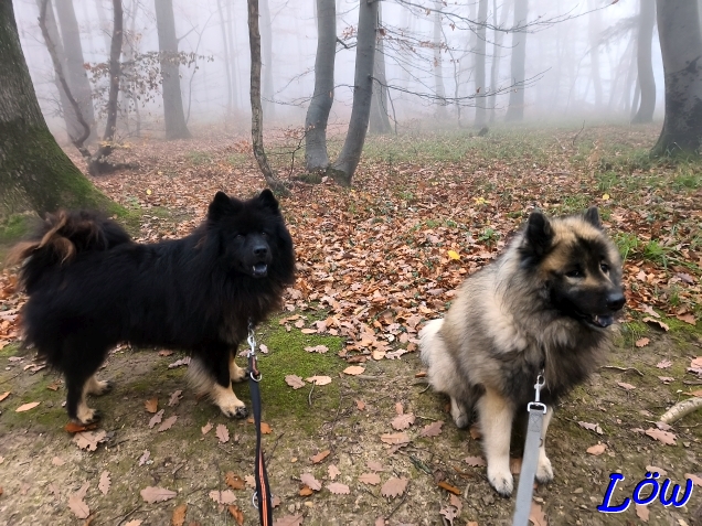 12.11.2025 - Howard und Dwix lassen sich nicht erschüttern